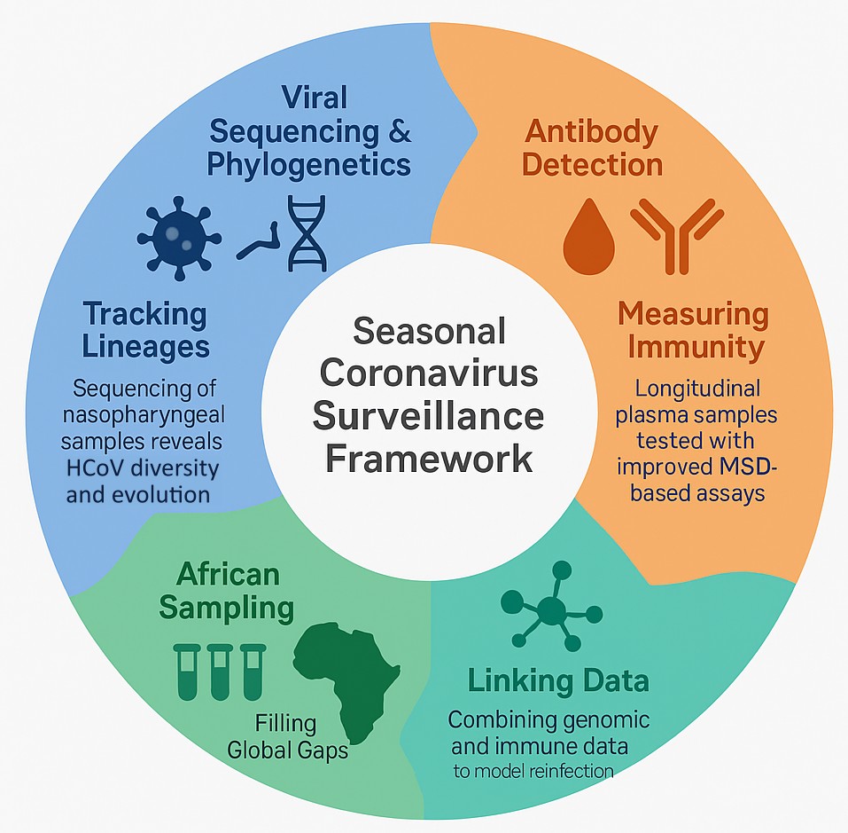 Seasonal Coronavirus Epidemiology & Evolution